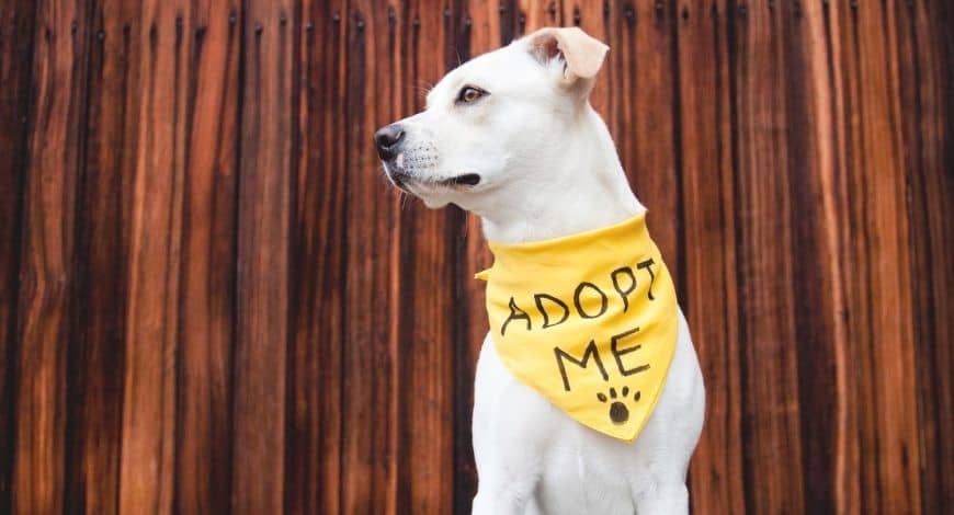 ¿Quieres adoptar un perro y no sabes cómo?